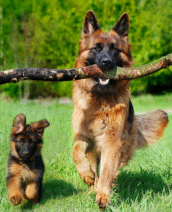 An adult German Shepherd carrying a large stick with a puppy running alongside